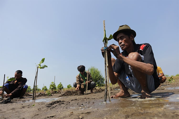 Peringatan Hari Mangrove Sedunia Di Indonesia